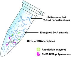 Graphical abstract: Self-assembled DNA nanostructures prepared by rolling circle amplification for the delivery of siRNA conjugates