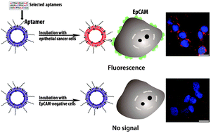 Graphical abstract: Aptamer-based cell imaging reagents capable of fluorescence switching