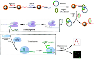 Graphical abstract: Detection of cancer cells using triplex DNA molecular beacons based on expression of enhanced green fluorescent protein (eGFP)