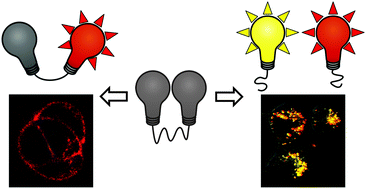 Graphical abstract: An activatable, polarity dependent, dual-luminescent imaging agent with a long luminescence lifetime