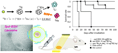 Graphical abstract: Spermidinium closo-dodecaborate-encapsulating liposomes as efficient boron delivery vehicles for neutron capture therapy