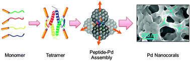 Graphical abstract: Effects of biomineralization peptide topology on the structure and catalytic activity of Pd nanomaterials