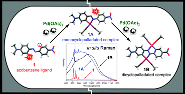 Graphical abstract: Mechanochemical C–H bond activation: rapid and regioselective double cyclopalladation monitored by in situ Raman spectroscopy
