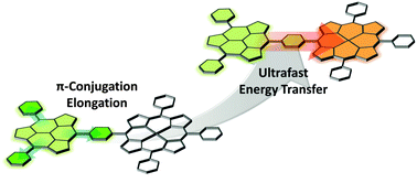 Graphical abstract: Unique ultrafast energy transfer in a series of phenylene-bridged subporphyrin–porphyrin hybrids