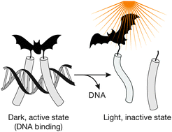 Graphical abstract: Ruthenium bipyridyl complexes as photocleavable dimerizers: deactivation of DNA-binding peptides using visible light