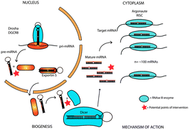 Graphical abstract: Nonconventional chemical inhibitors of microRNA: therapeutic scope