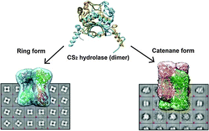 Graphical abstract: Transmission electron microscopy enables the reconstruction of the catenane and ring forms of CS2 hydrolase