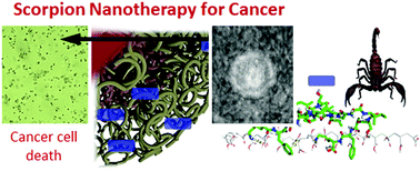 Graphical abstract: Highly efficient anti-cancer therapy using scorpion ‘NanoVenin’