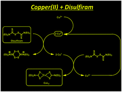 Graphical abstract: On the interaction of copper(ii) with disulfiram