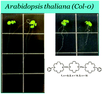 Graphical abstract: Hydraphile synthetic ion channels alter root architecture in Arabidopsis thaliana