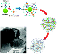 Graphical abstract: Lysozyme-mediated biomineralization of titanium–tungsten oxide hybrid nanoparticles with high photocatalytic activity