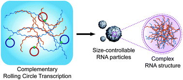 Graphical abstract: Enzymatic size control of RNA particles using complementary rolling circle transcription (cRCT) method for efficient siRNA production
