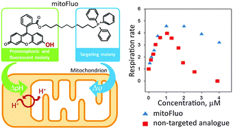 Graphical abstract: A mitochondria-targeted protonophoric uncoupler derived from fluorescein