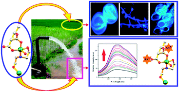 Graphical abstract: Femtomolar level sensing of inorganic arsenic(iii) in water and in living-systems using a non-toxic fluorescent probe
