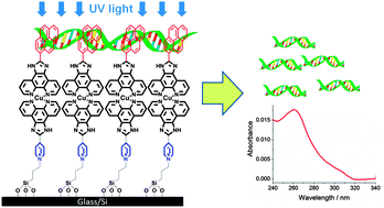 Graphical abstract: Surface confined heteroleptic copper(ii)–polypyridyl complexes for photonuclease activity
