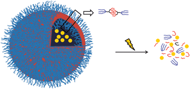 Graphical abstract: Dendrimersomes with photodegradable membranes for triggered release of hydrophilic and hydrophobic cargo