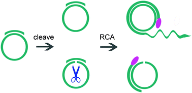 Graphical abstract: A RCA-based assay for analyzing individual strand break in DNA heteroduplex cleavage by restriction endonucleases