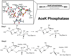 Graphical abstract: The phosphatase mechanism of bifunctional kinase/phosphatase AceK