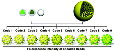 Graphical abstract: Encoding through the host–guest structure: construction of multiplexed fluorescent beads