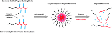 Graphical abstract: Enzyme-responsive polymer assemblies constructed through covalent synthesis and supramolecular strategy