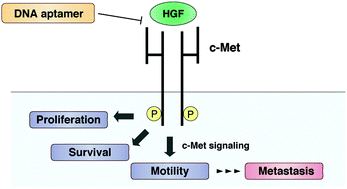 Graphical abstract: A DNA aptamer to c-Met inhibits cancer cell migration