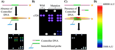 Graphical abstract: Detection of multiple mutations in a single codon of genomic DNA