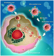 Graphical abstract: In situ labelling chemistry of respiratory syncytial viruses by employing the biotinylated host-cell membrane protein for tracking the early stage of virus entry