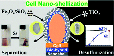 Graphical abstract: Amino acid-based biohybrids for nano-shellization of individual desulfurizing bacteria