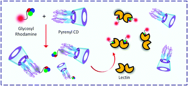 Graphical abstract: Fluorogenic supramolecular complexes formed between pyrenyl-β-cyclodextrin and glyco-rhodamine for the selective detection of lectins