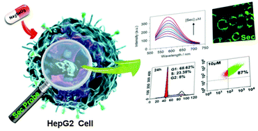 Graphical abstract: Fluorescence imaging of selenol in HepG2 cell apoptosis induced by Na2SeO3