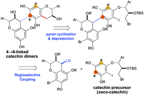 Graphical abstract: A seco-catechin cyclization approach to 4→6-linked catechin dimers