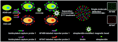 Graphical abstract: Multiplex detection of lung cancer cells at the single-molecule level