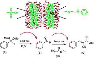 Graphical abstract: Acid- and base-functionalized core-confined bottlebrush copolymer catalysts for one-pot cascade reactions