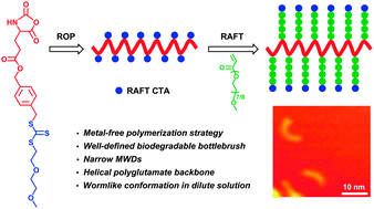 Graphical abstract: A new strategy to synthesize bottlebrushes with a helical polyglutamate backbone via N-carboxyanhydride polymerization and RAFT