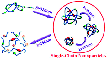 Graphical abstract: Photodegradable and size-tunable single-chain nanoparticles prepared from a single main-chain coumarin-containing polymer precursor