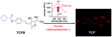 Graphical abstract: A highly selective long-wavelength fluorescent probe for the detection of human carboxylesterase 2 and its biomedical applications