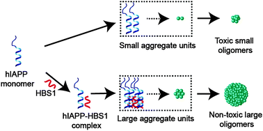 Graphical abstract: Rational design of an orthosteric regulator of hIAPP aggregation