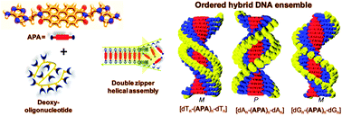 Graphical abstract: Double zipper helical assembly of deoxyoligonucleotides: mutual templating and chiral imprinting to form hybrid DNA ensembles