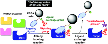 Graphical abstract: A solid-phase affinity labeling method for target-selective isolation and modification of proteins