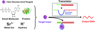 Graphical abstract: A universal molecular translator for non-nucleic acid targets that enables dynamic DNA assemblies and logic operations