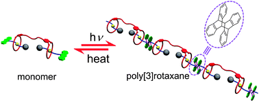 Graphical abstract: Reversible formation of a poly[3]rotaxane based on photo dimerization of an anthracene-capped [3]rotaxane