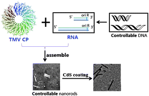 Graphical abstract: Self-assembled controllable virus-like nanorods as templates for construction of one-dimensional organic–inorganic nanocomposites