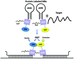Graphical abstract: Halo-tag mediated self-labeling of fluorescent proteins to molecular beacons for nucleic acid detection