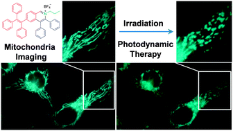 Graphical abstract: A dual functional AEE fluorogen as a mitochondrial-specific bioprobe and an effective photosensitizer for photodynamic therapy
