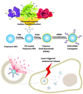 Graphical abstract: Efficient delivery of siRNAs by a photothermal approach using plant flavonoid-inspired gold nanoshells