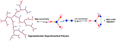 Graphical abstract: A supramolecular hyperbranched polymer based on molecular recognition between benzo-21-crown-7 and secondary ammonium salt