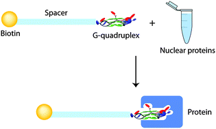 Graphical abstract: Identification of novel interactors of human telomeric G-quadruplex DNA