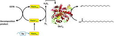Graphical abstract: Photobiocatalytic decarboxylation for olefin synthesis