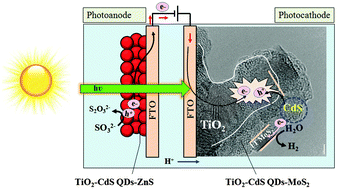 Graphical abstract: Pt-free solar driven photoelectrochemical hydrogen fuel generation using 1T MoS2 co-catalyst assembled CdS QDs/TiO2 photoelectrode