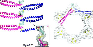 Graphical abstract: A disulfide polymerized protein crystal